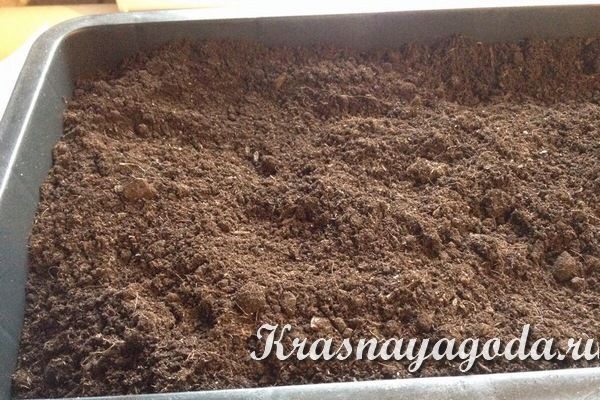 почва для семян клубники