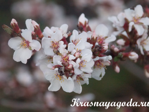 цветение войлочной вишни