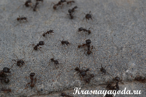 муравьи фото